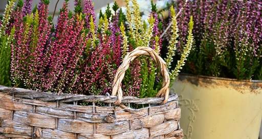 Heathers in wicker container